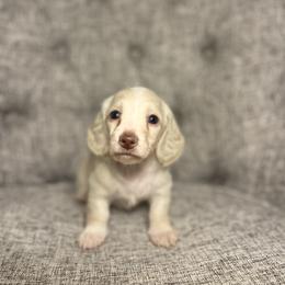 Lennon - Cream male Dachshund puppy in Fort Gibson, Oklahoma from Cooper’s Dachshunds