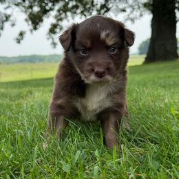 Sedona - Red tri female Miniature Australian Shepherd puppy in New London, Minnesota from Broken T Australian Shepherds