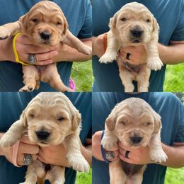 Golden Retriever Puppies from Virginia Golden’s