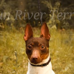 Rat Terriers from Gun River Terriers