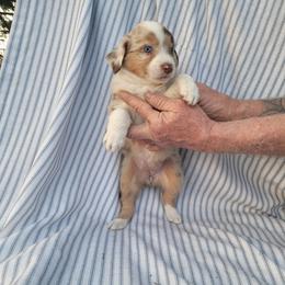 Miniature Australian Shepherd Puppies from Rutland Aussies