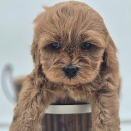 Bun - Buff female Cockapoo puppy in Annapolis, Delaware from Teddy Bear Cockapoos