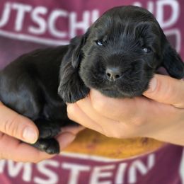 English Cocker Spaniel puppies from The Elite ECS