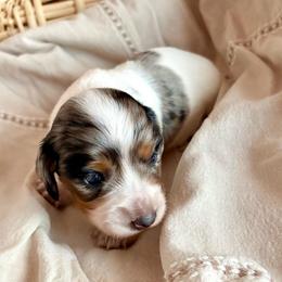 Ash (AKC) - Dapple male Dachshund puppy in Mountain Home, Arkansas from The Teacup Homestead Miniature Dachshunds