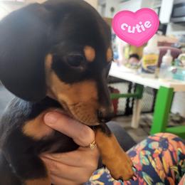 Sullivan - Black and tan male Dachshund puppy in Suffolk, Virginia from Mini Love Bugs