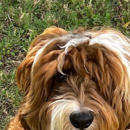 Ranger - Australian Labradoodle