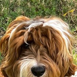 Ranger - Australian Labradoodle