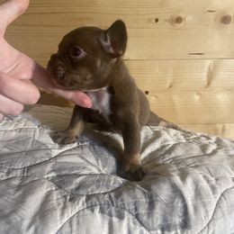 Tinder - Liver male French Bulldog puppy in Mount Hersey, Arkansas from Boone County Frenchies
