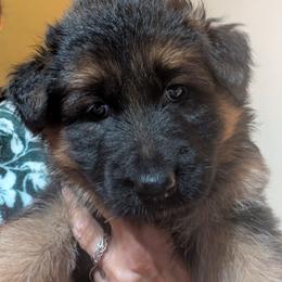 Pink - Black and red female German Shepherd puppy in Stuarts Draft, Virginia from Shengulli Shepherds