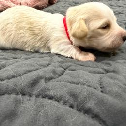 Cream Piebald 4000 Female LH Yellow - Piebald male Dachshund puppy in Fenton, Michigan from Always Darling Dachshunds