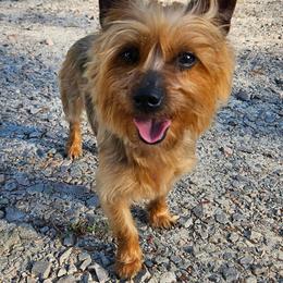 Kia - Yorkshire Terrier