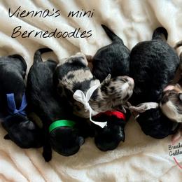 Bernedoodle puppies from BrookeMarie’s Goldendoodle Love