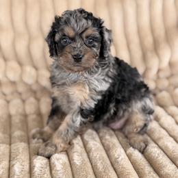 Kimber - Merle female Cavapoo puppy in Somerset, Kentucky from Hilltop Doodles KY LLC