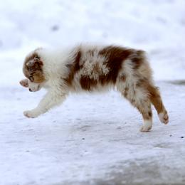 Australian Shepherd, Miniature American Shepherd, Miniature Australian Shepherd, and Toy Australian Shepherd Puppies from Painted Blue Aussies