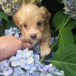 Wicket - Cream male Aussiedoodle puppy in Cumberland, Rhode Island from W Doodle Crew