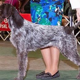 German Wirehaired Pointer and Pudelpointer All Grown Up from Ripsnorter Kennels