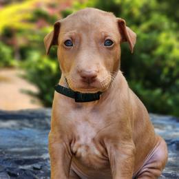 Loki - male Pharaoh Hound puppy in Snohomish, Washington from ACE Pharaoh Hounds