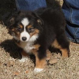 Black Tri Most Copper - Black tri female Miniature Australian Shepherd puppy in Lawton, Oklahoma from Lindsey’s Aussies