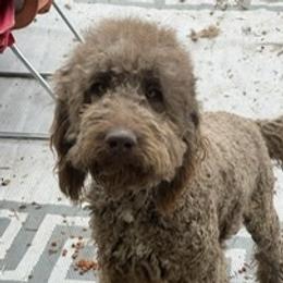Cop - Goldendoodle