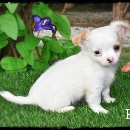 Frappe - Cream and white male Chihuahua puppy in Demorest, Georgia from Sourpatch Chihuahuas