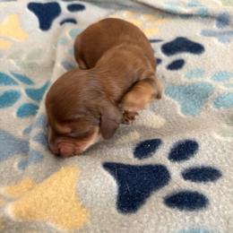 Lyse - Chocolate and cream female Dachshund puppy in Conroe, Texas from R&M Dachshunds