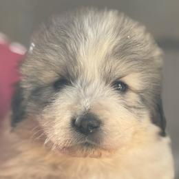 Saoirse (SEER-sha) - White and badger female Great Pyrenees puppy in Arroyo Grande, California from Wild Bunch Ranch - Home of Le Patou Great Pyrenees