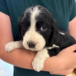 Jett - Black and white male English Springer Spaniel puppy in St Johnsbury, Vermont from Paradise Valley Springers