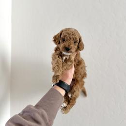 Poodle puppies from Poised Poodles