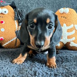 Autumn - Black and tan female Dachshund puppy in Ocala, Florida from Weenie Boops