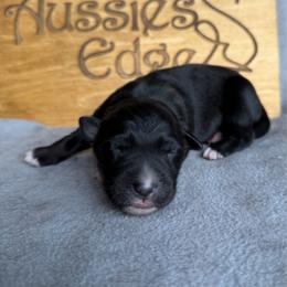 Burrito - Black tri-color male Australian Shepherd puppy in Tuftonboro, New Hampshire from Aussies Edge Farm