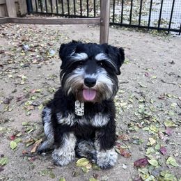 Gigi - Miniature Schnauzer