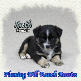 Ruth - Black tri female Miniature Australian Shepherd puppy in Forestburg, Texas from Flaming Dill Ranch Aussies