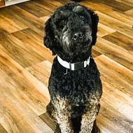 Carl - Australian Labradoodle