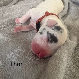 Thor - Harlequin male Great Dane puppy in Cda, Idaho from Great Wood Danes