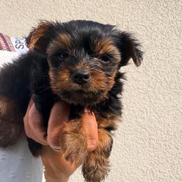 Lucas - Black and tan male Yorkshire Terrier puppy in Ocala, Florida from Yorkie  And Shih Tzu Love