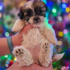 Poodle, Shichon, Shihpoo, Shih Tzu, and Shorkie Puppies from Ever After Tails