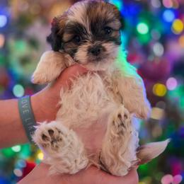 Poodle, Shichon, Shihpoo, Shih Tzu, and Shorkie Puppies from Ever After Tails
