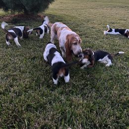 Basset Hound Puppies from TopCrop Bassets