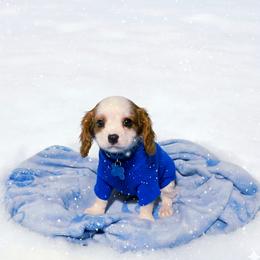 Chip - Blenheim male Cavalier King Charles Spaniel puppy in Pennsylvania from Julie's Cavalier King Charles Spaniels