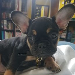 Wendy - French Bulldog