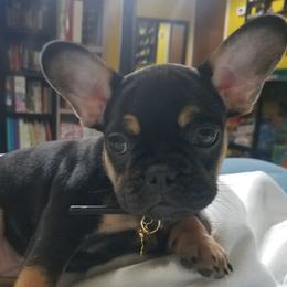 Wendy - French Bulldog