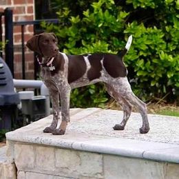 German Shorthaired Pointer Puppies from Michele Hierholzer