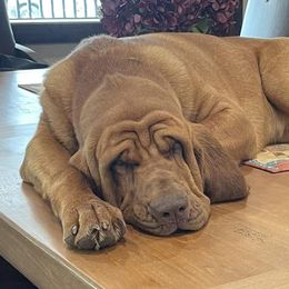 Bloodhounds from Tamaron Ranch Bloodhounds