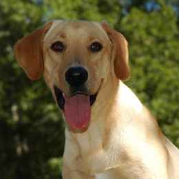 Labrador Retrievers from Palmetto Creek Kennels & Gundogs, LLC