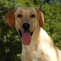 Labrador Retrievers from Palmetto Creek Kennels & Gundogs, LLC