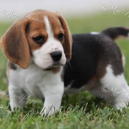 AKC 'Sassafras' - Black tan and white female Beagle puppy in Lamar, Missouri from Marti Acres ~ Boston Terrier & Beagles