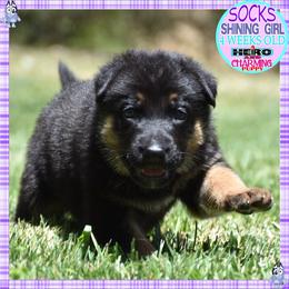 SOCKS IS SUPERB - Black and red female German Shepherd puppy in Murrieta, California from Diamond Oaks German Shepherds