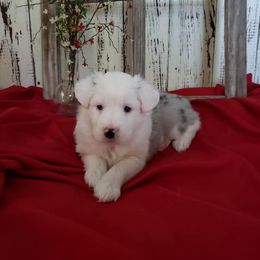 Miniature Australian Shepherd and Toy Australian Shepherd Puppies from Dugger Mountain Aussies
