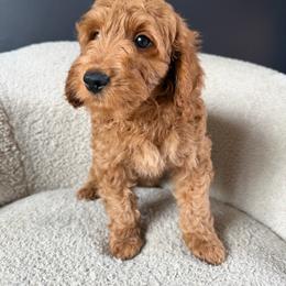Gus - Red  male Goldendoodle puppy in Lowville, New York from Adirondack Goldendoodles