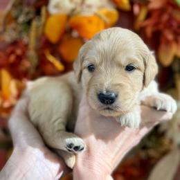 Red female - Golden female Golden Retriever puppy in Sandy, Utah from North Star Goldens